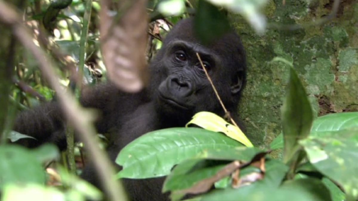 Kongo: Tajemství deštného pralesa