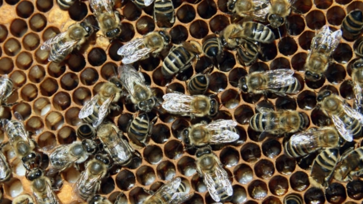 Jednotliví členové včelstva jsou na sobě závislí tak, že jeden bez ostatních nedovede plnit svou fu