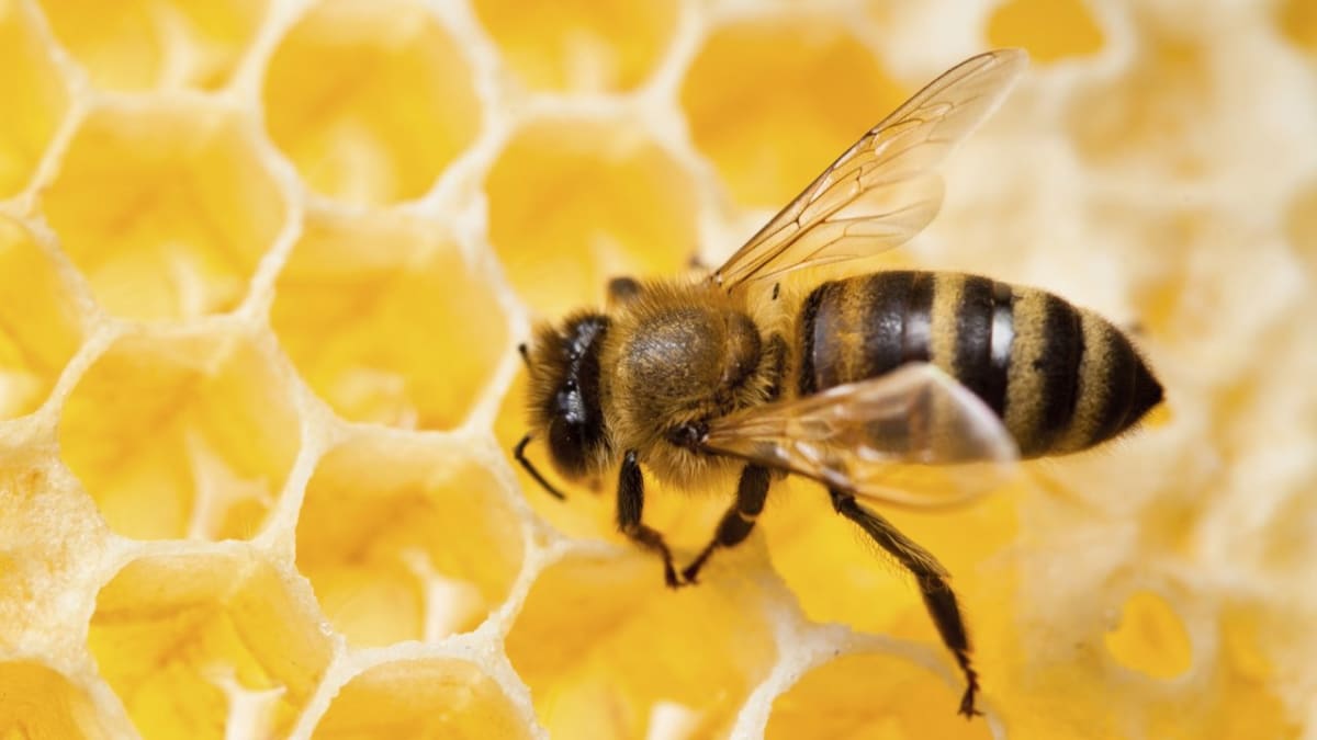 Včela na plástvi