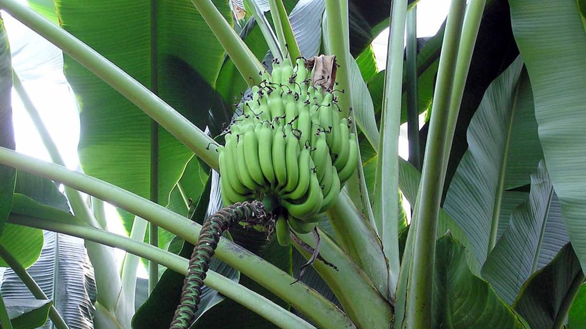 Plodící banánovník v Královské botanické zahradě Kew