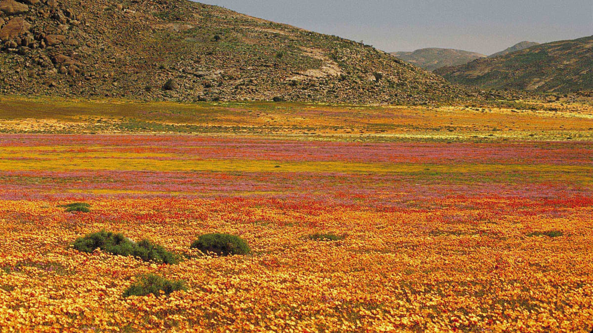 Namaqualand - poušť kvete