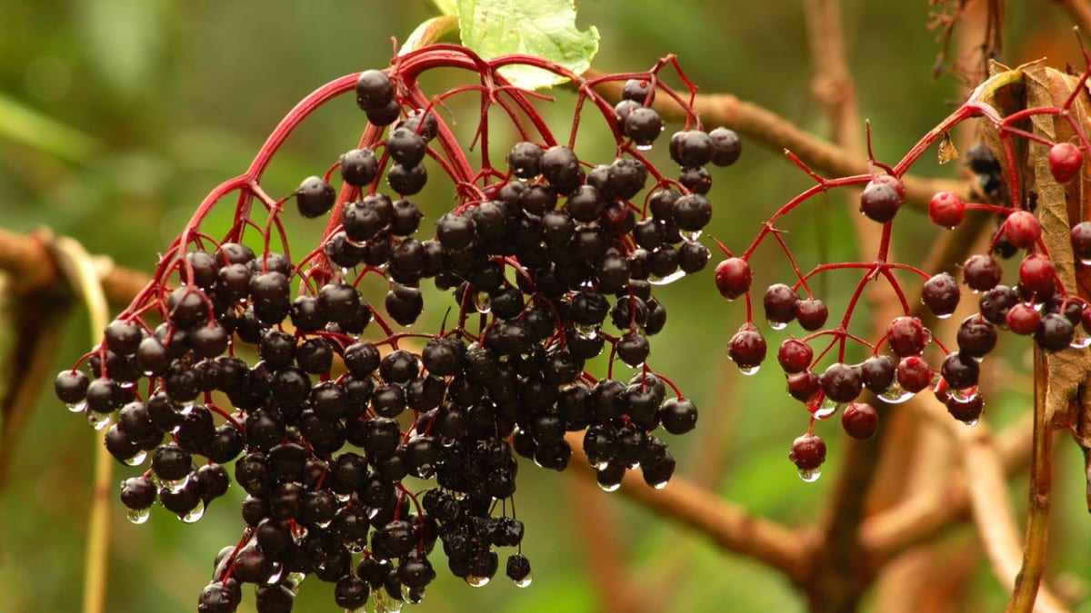 Bez černý (Smabucus nigra) - plody