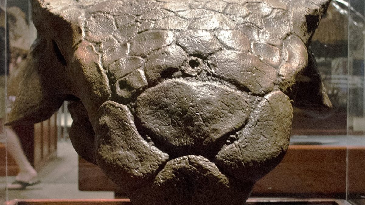 Hlava ankylosaura