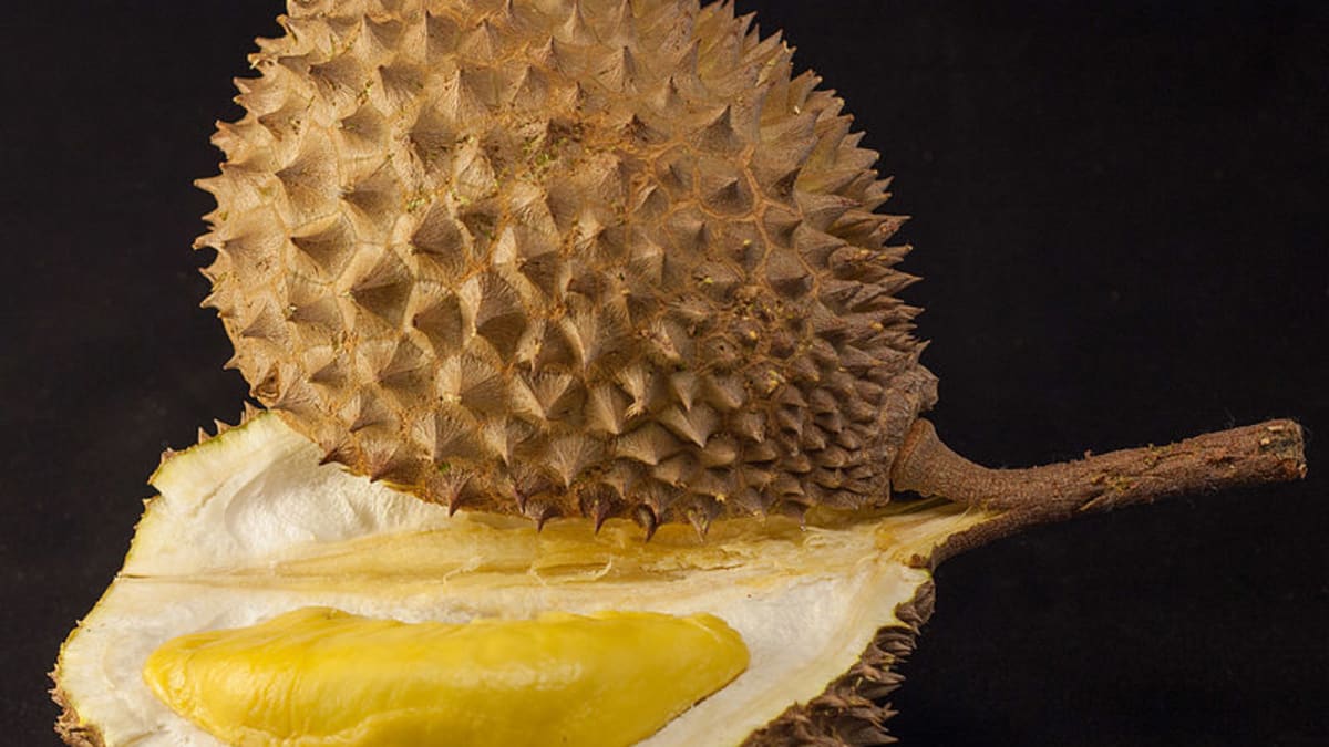 Durian - jí se žlutý půlměsíc