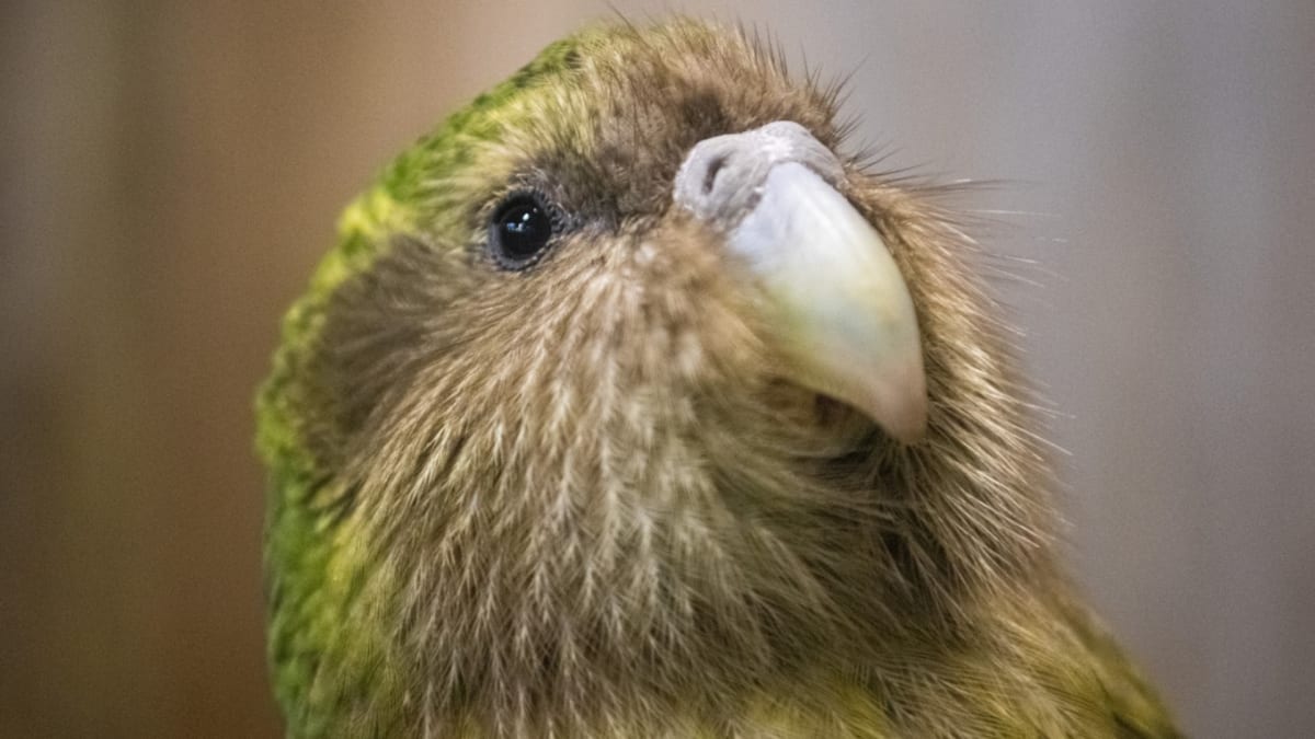 Kakapo soví má řadu specifik...