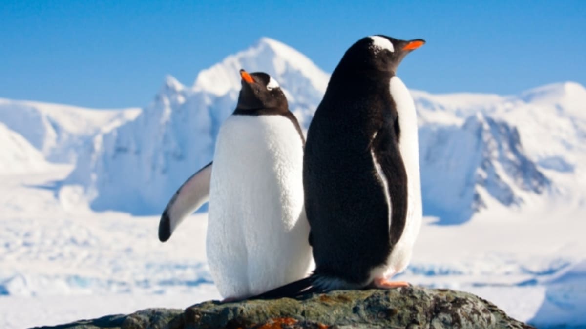 Tučňáci z Antarktidy
