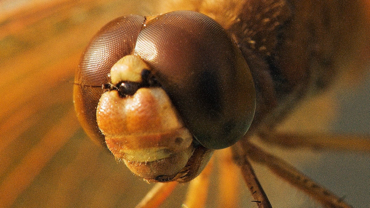 Detail hlavy vážky z indického národního parku Keloadeo, na kterém jsou vidět krom velkých očí i malá očka