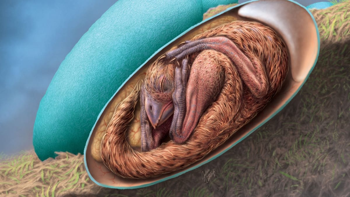 Embryo dinosaura 4