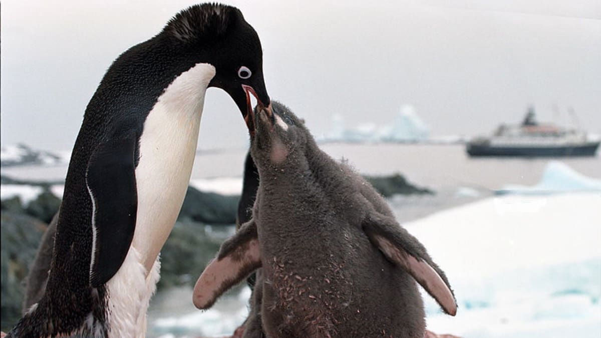 Snídaně tučňáků kroužkových