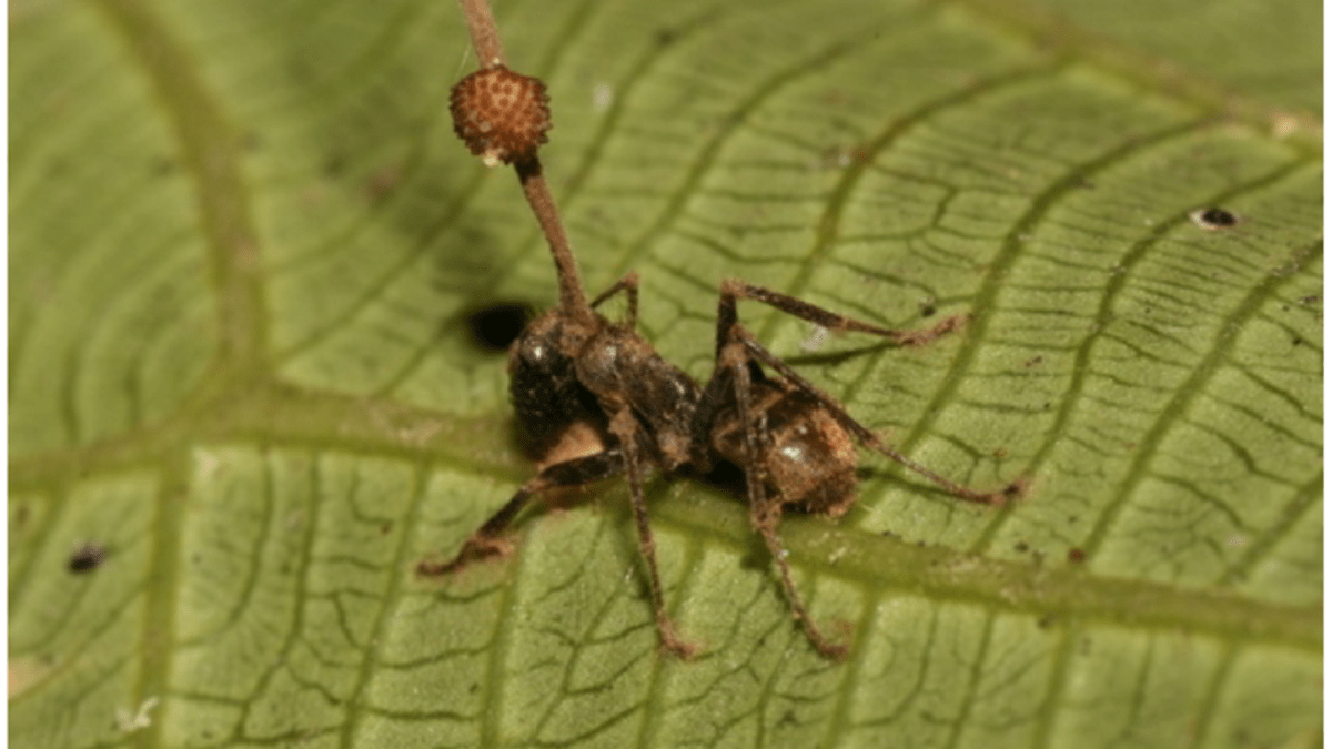 Zombie mravenec Ophiocordyceps unilateralis