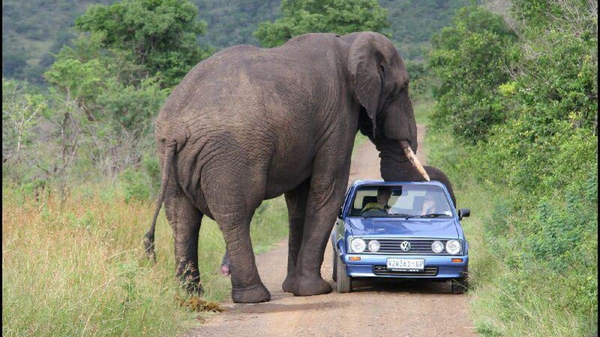 Slon a auto