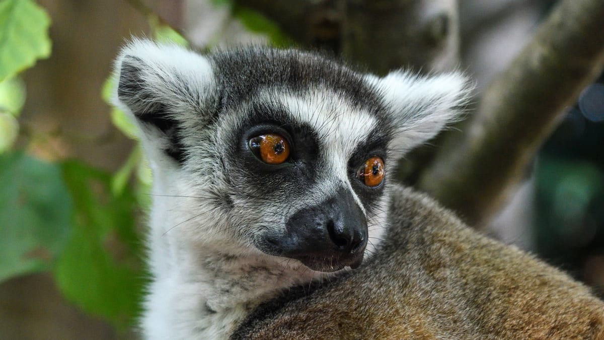 Lemur kata - jeden ze zástupců poloopic z Madagaskaru