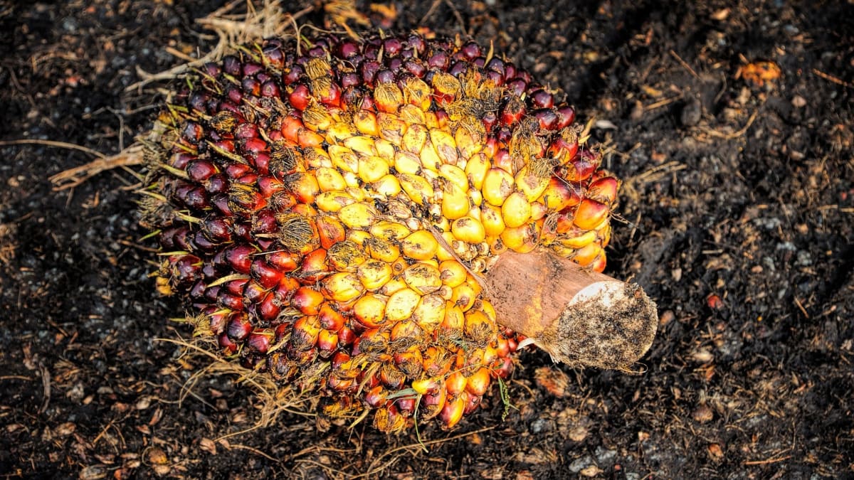 Plody olejnice guinejské - zdroj palmového oleje