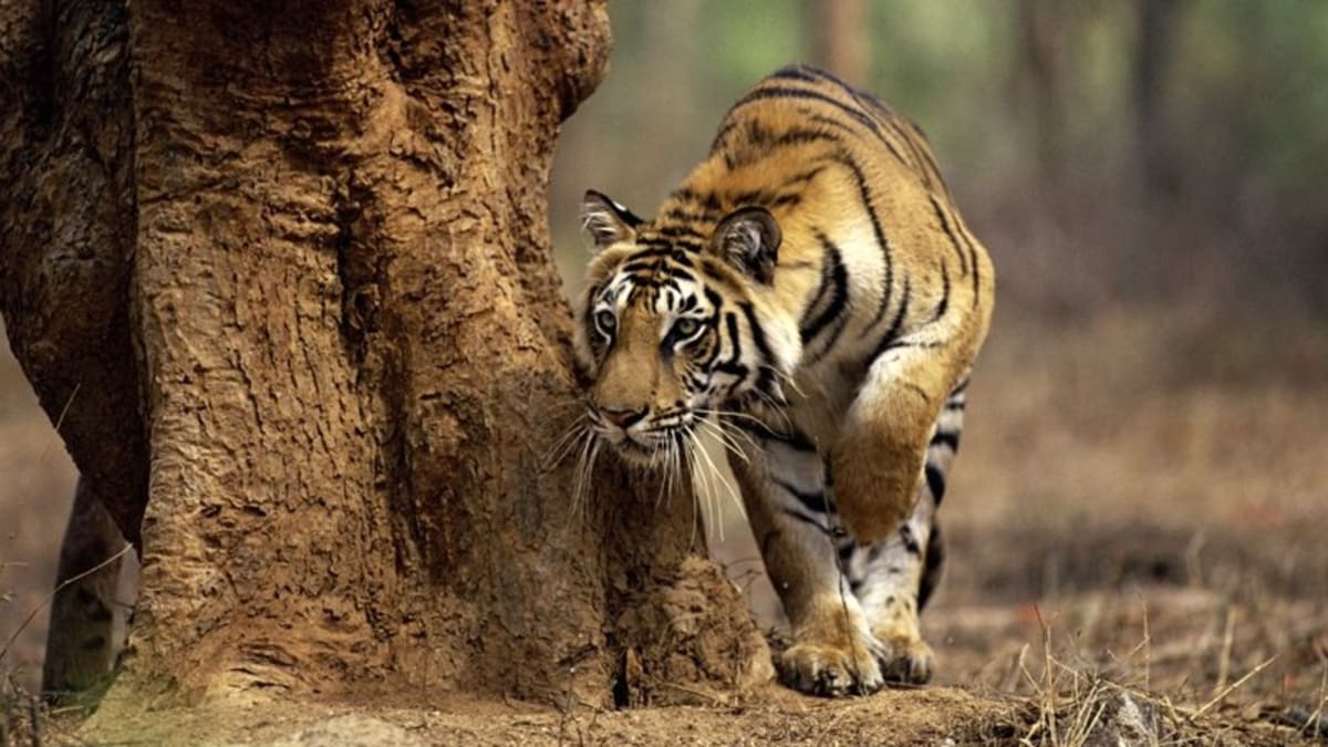 Lov 3 - Dokud kořist tygra vidí, k útoku dojít nemůže