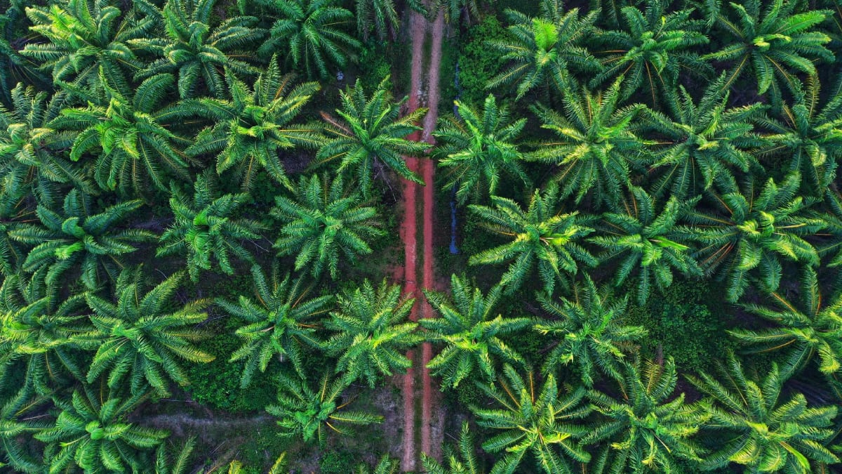 palma olejná