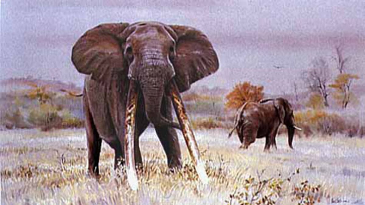 7 statečných - slon Mafunyane