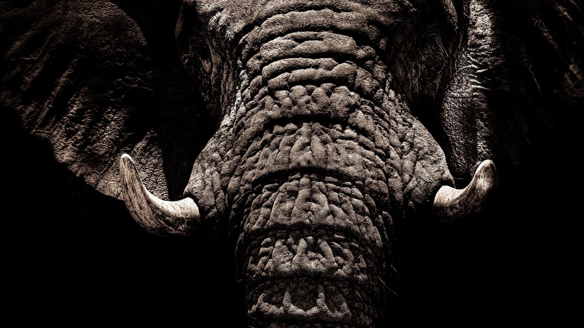 Jak drahá je slonovina?