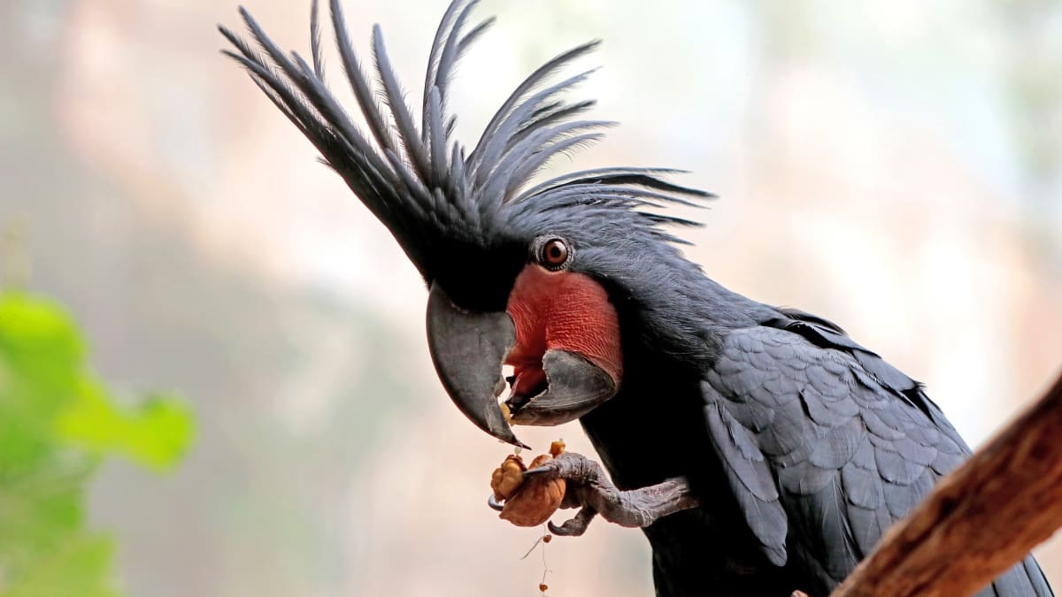 Kakadu arový