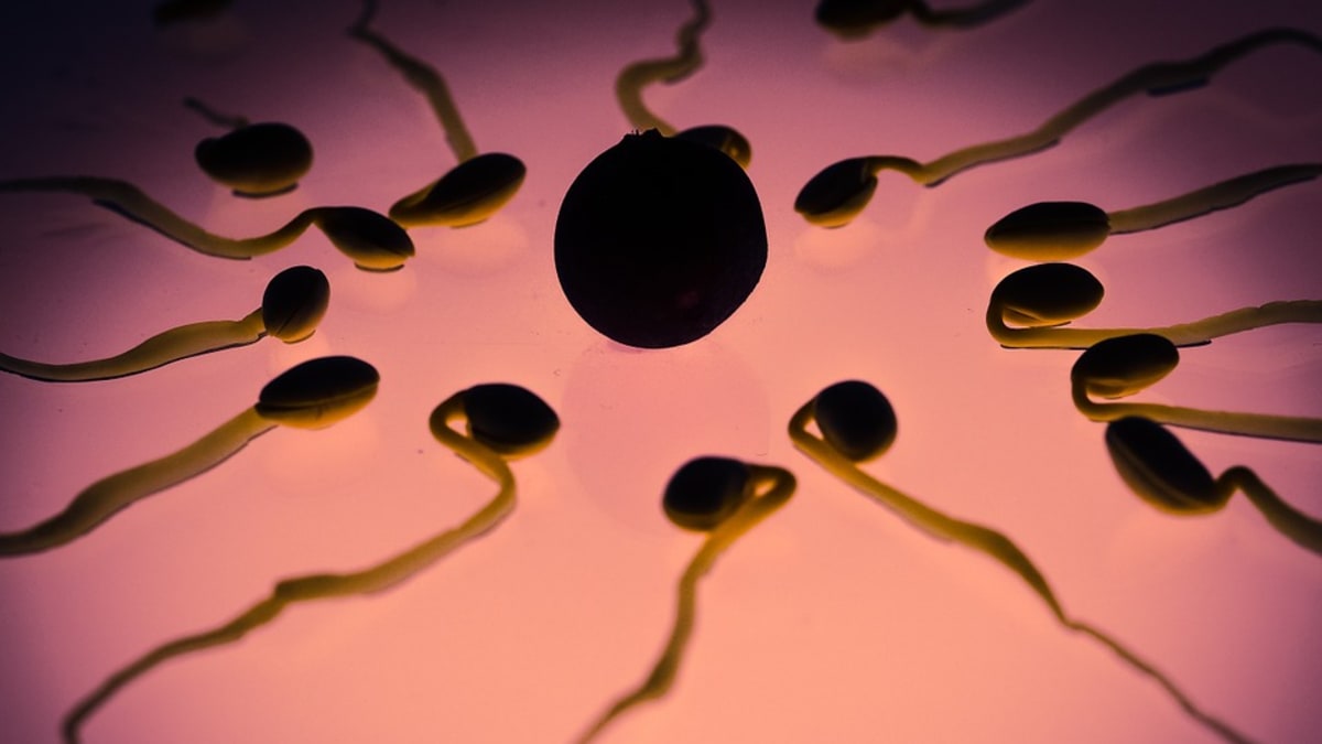 Spermie - který vyrazí jako první?