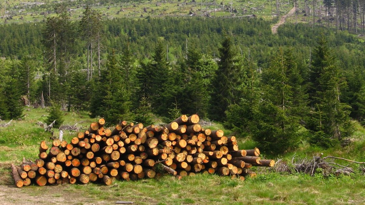 Zpracovávání šumavských stromů poškozených kůrovcem