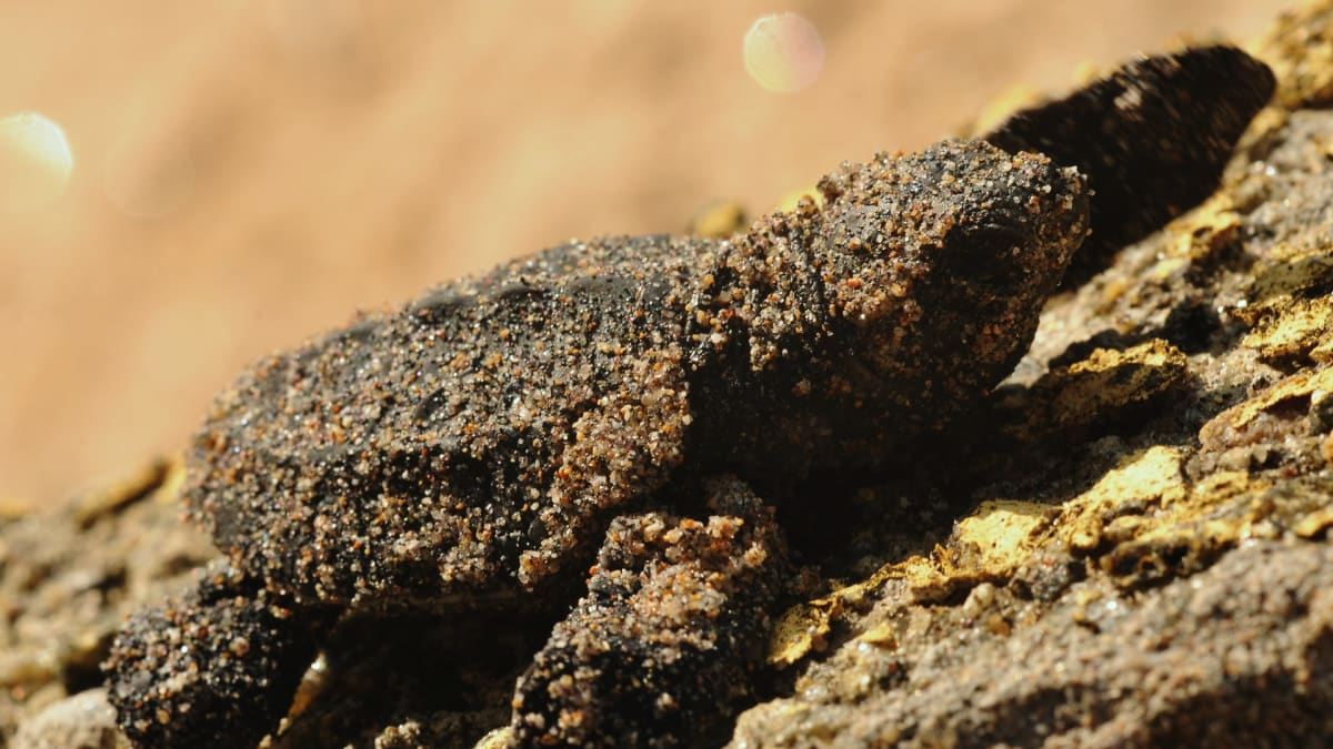Mořská želva mířící z odchovny ve srílanské Hikaduwě na svobodu