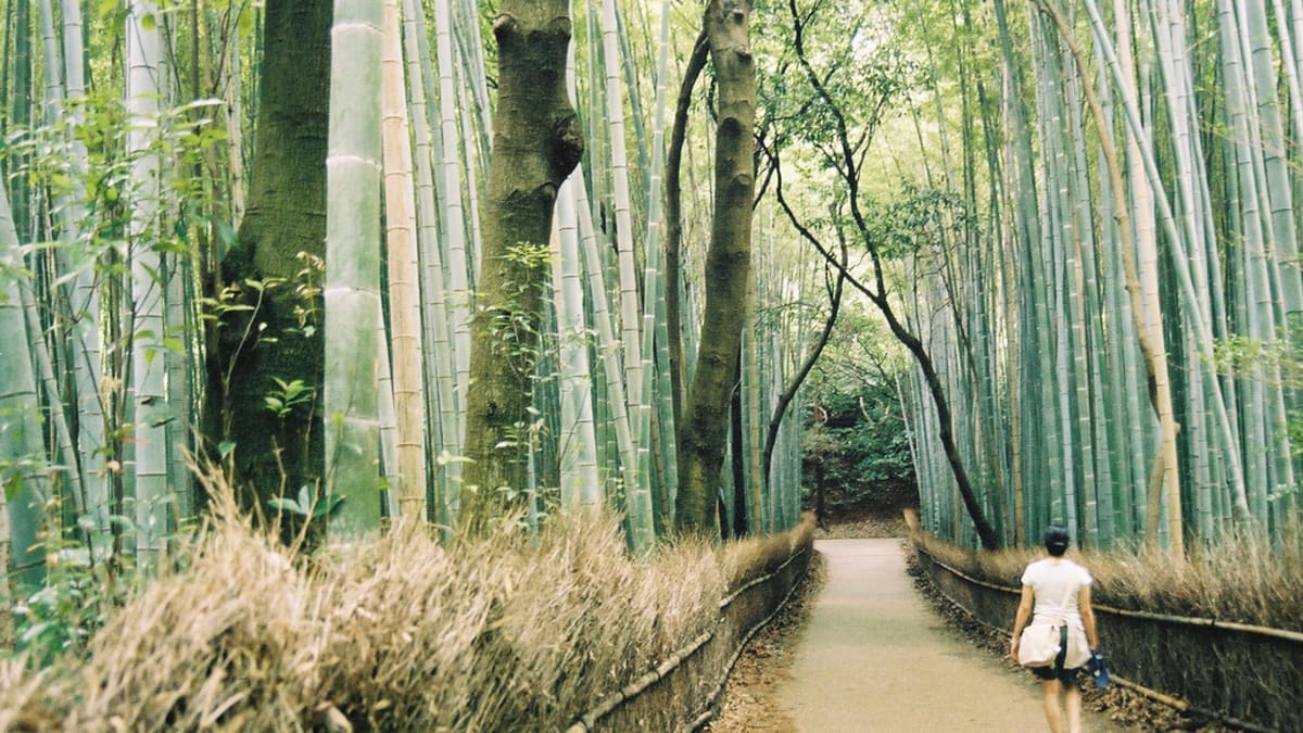 bambusový les - exotická lesní procházka