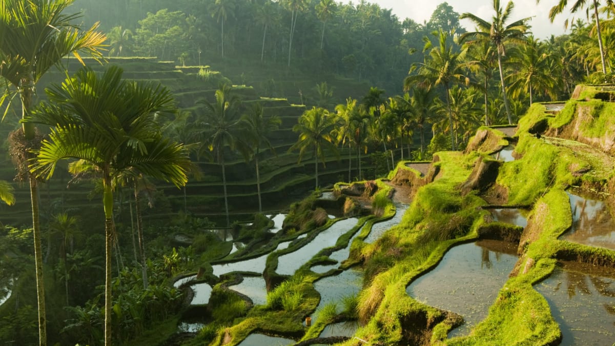 Indonesie Ubud symbol rýžové pole
