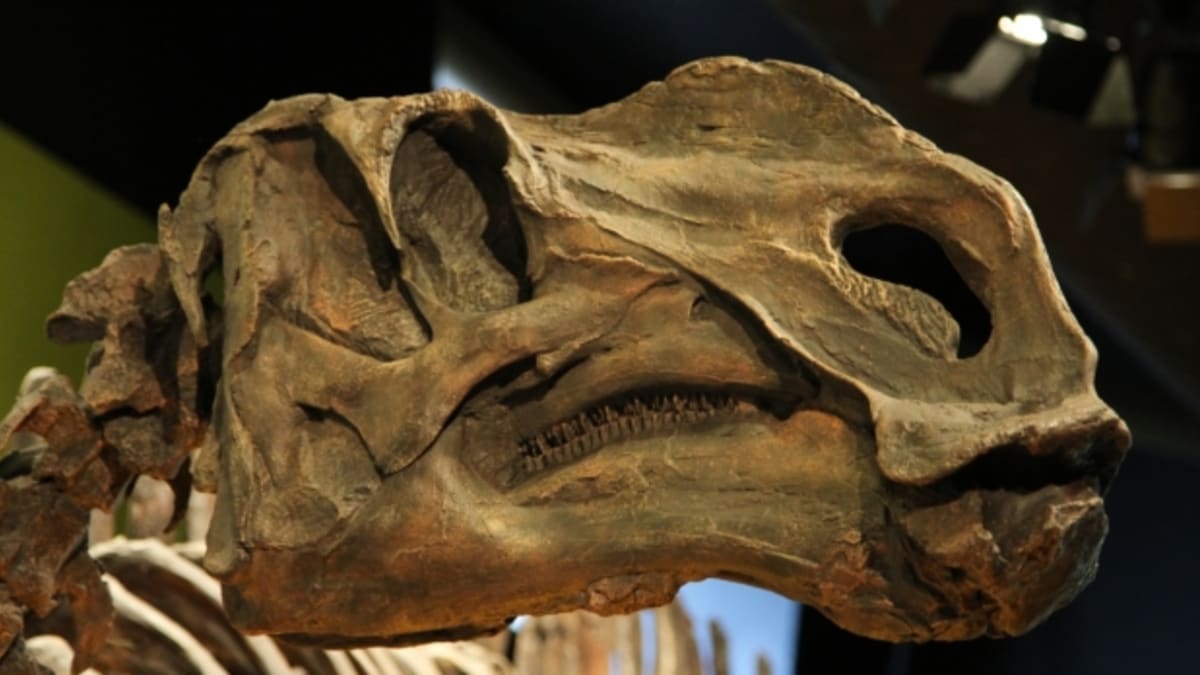 Lebka hadrosaura