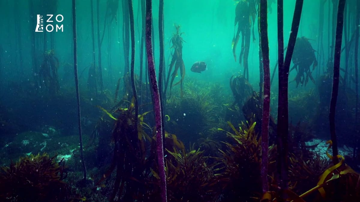Les chaluh u pobřeží Jihoafrické republiky vypadá jako ze sci-fi filmu