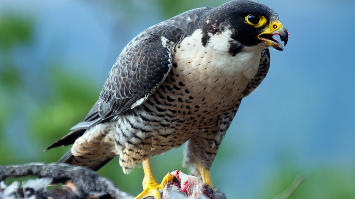 český sokol stěhovavý (Falco peregrinus)
