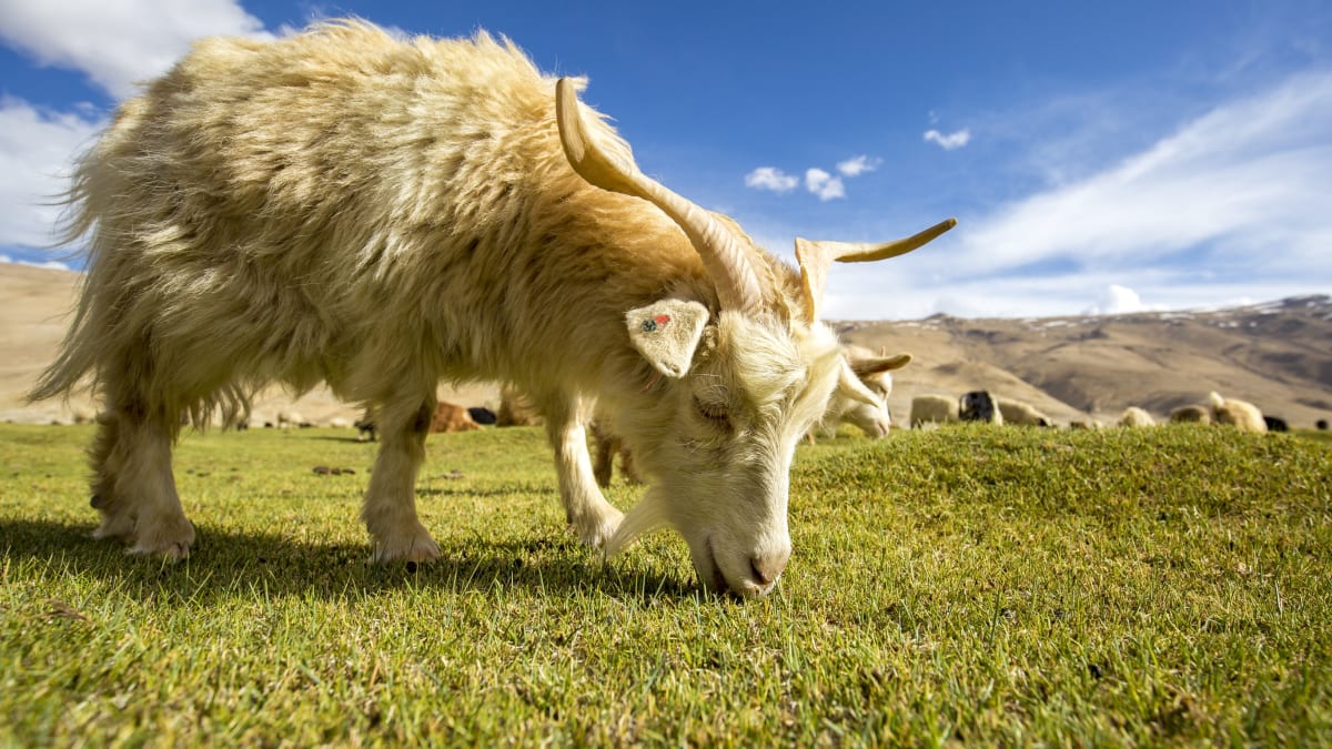 Ladakh horská ovce