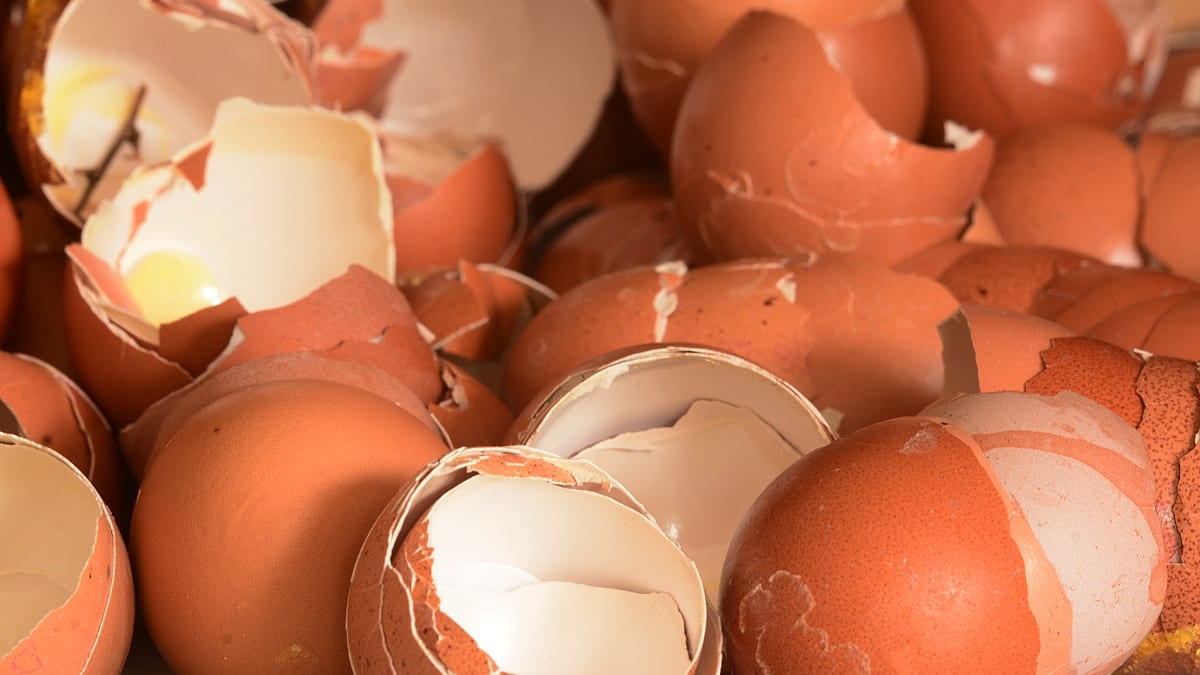 Jakou máte spotřebu vajíček?