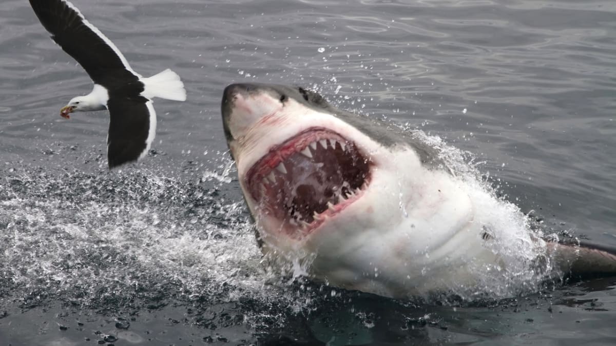 Lovící žralok: uvidí hnaše děti ještě něco takového?