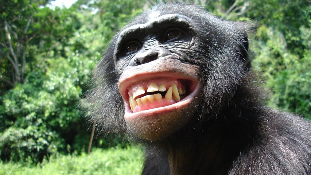 Když se šimpanz usmívá