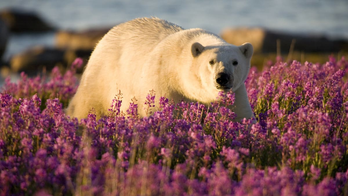 Léto ledních medvědů 1