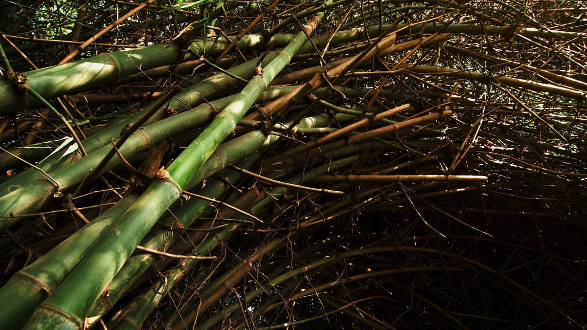 Banbus druhu Bambosa bambos v indickém New Delhi