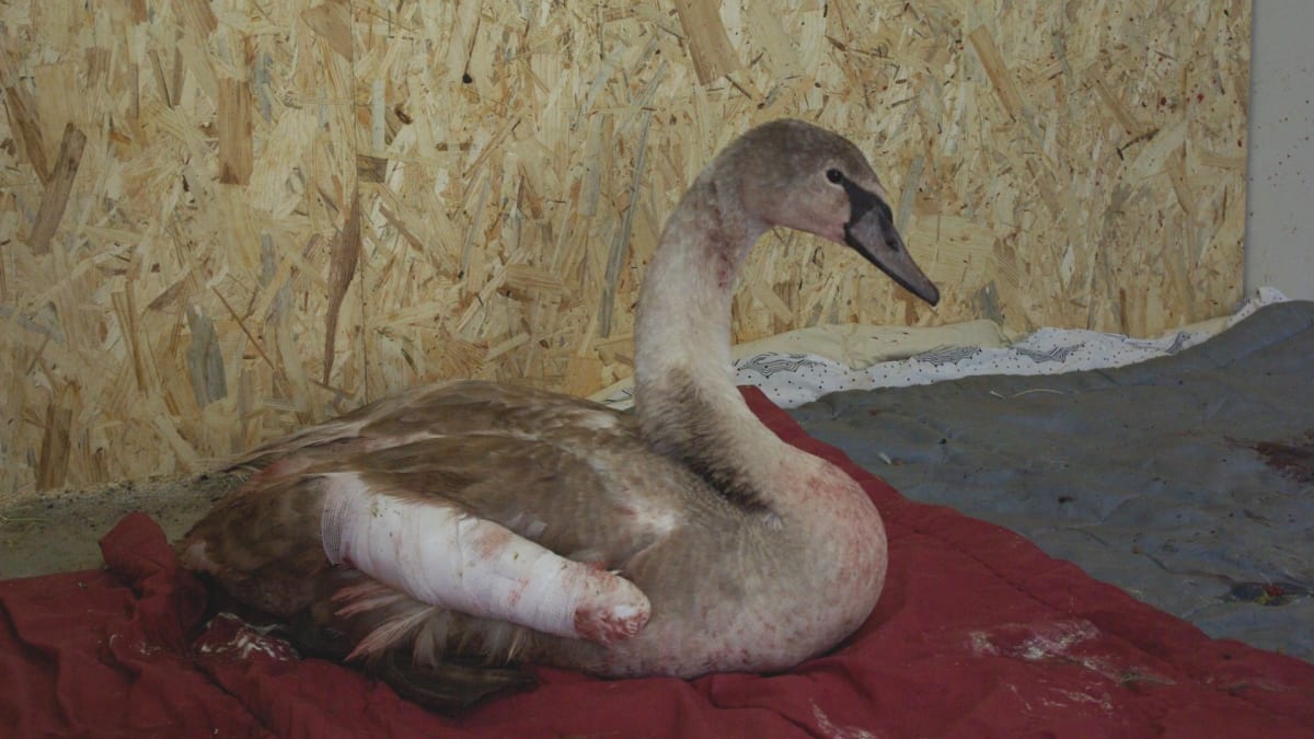 Jedna ze zraněných labutí, které záchranná stanice přijala po silvestrovských oslavách.