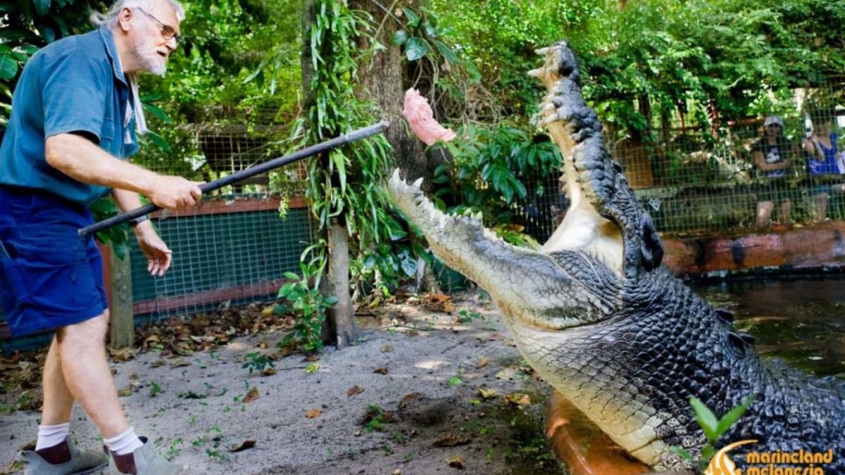 Cassius - jeden z největších exemplářů krokodýla