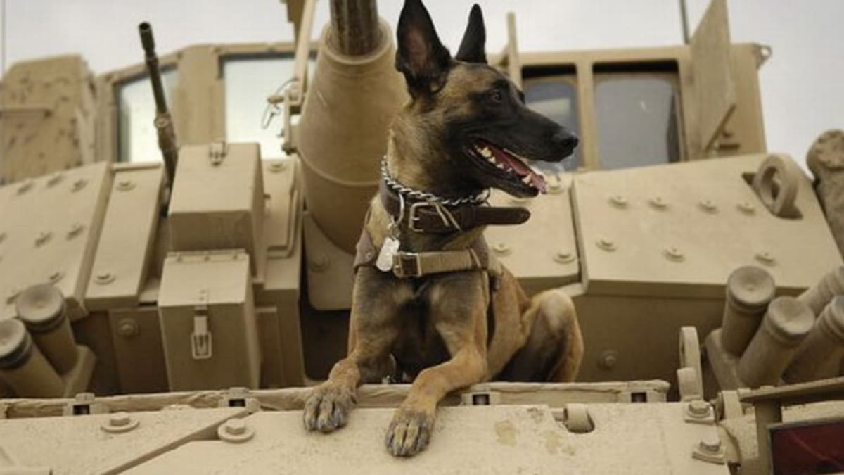 Pes ve válce