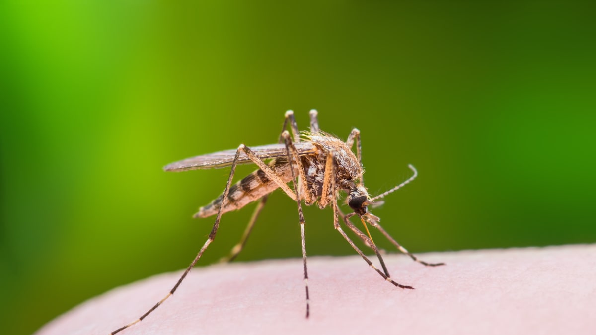 Proč po vás jdou komáři?