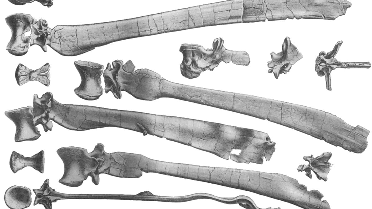 Nákres kostí spinosaura rukou Ernsta Stromera