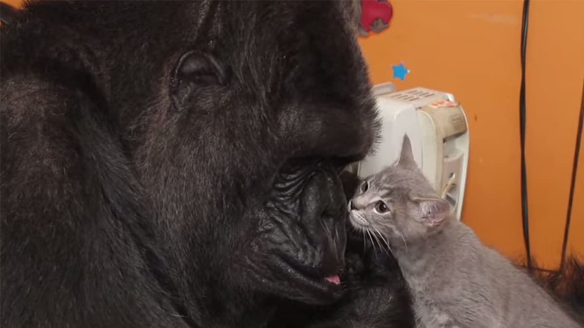 Gorila Koko dostal dvě koťata - Obrázek 2