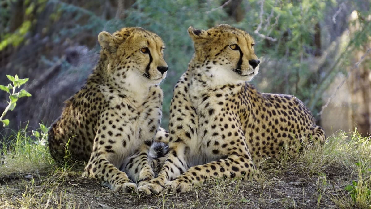 Gepardí sourozenci