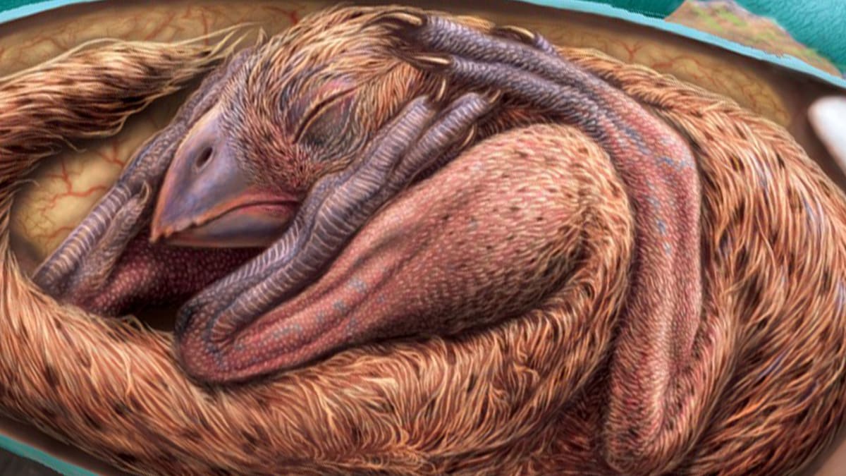 Malba dinosauřího embrya