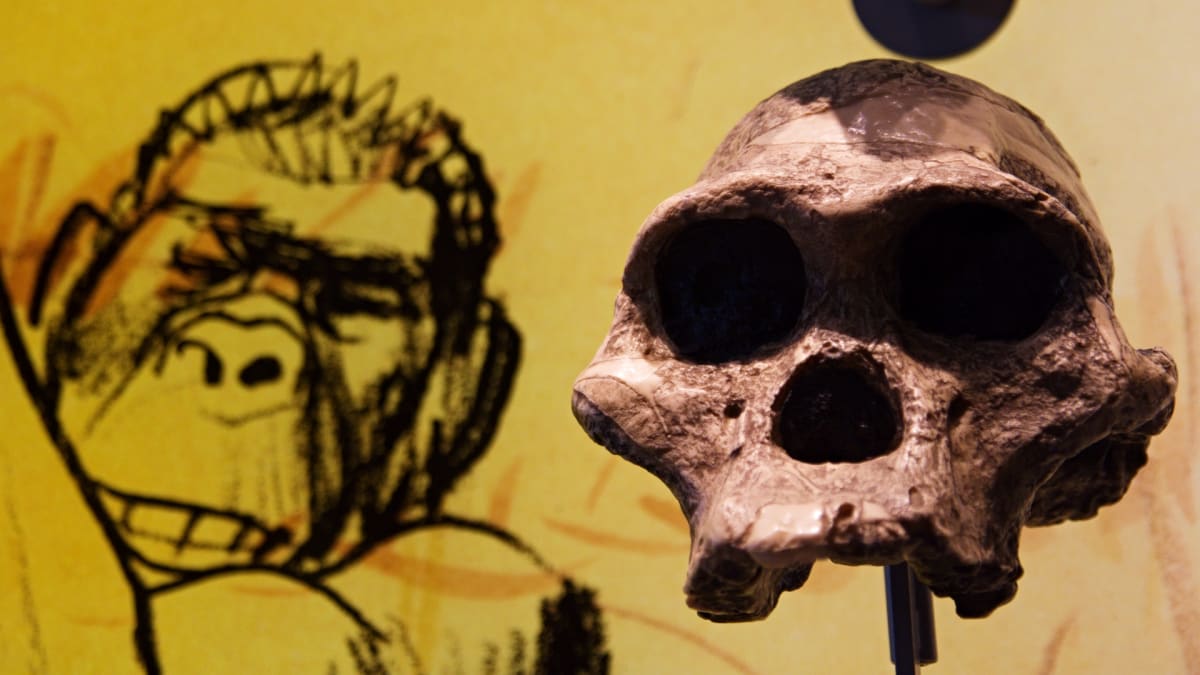 Australopithecus africanus - Přírodovědné muzeum ve Vídni