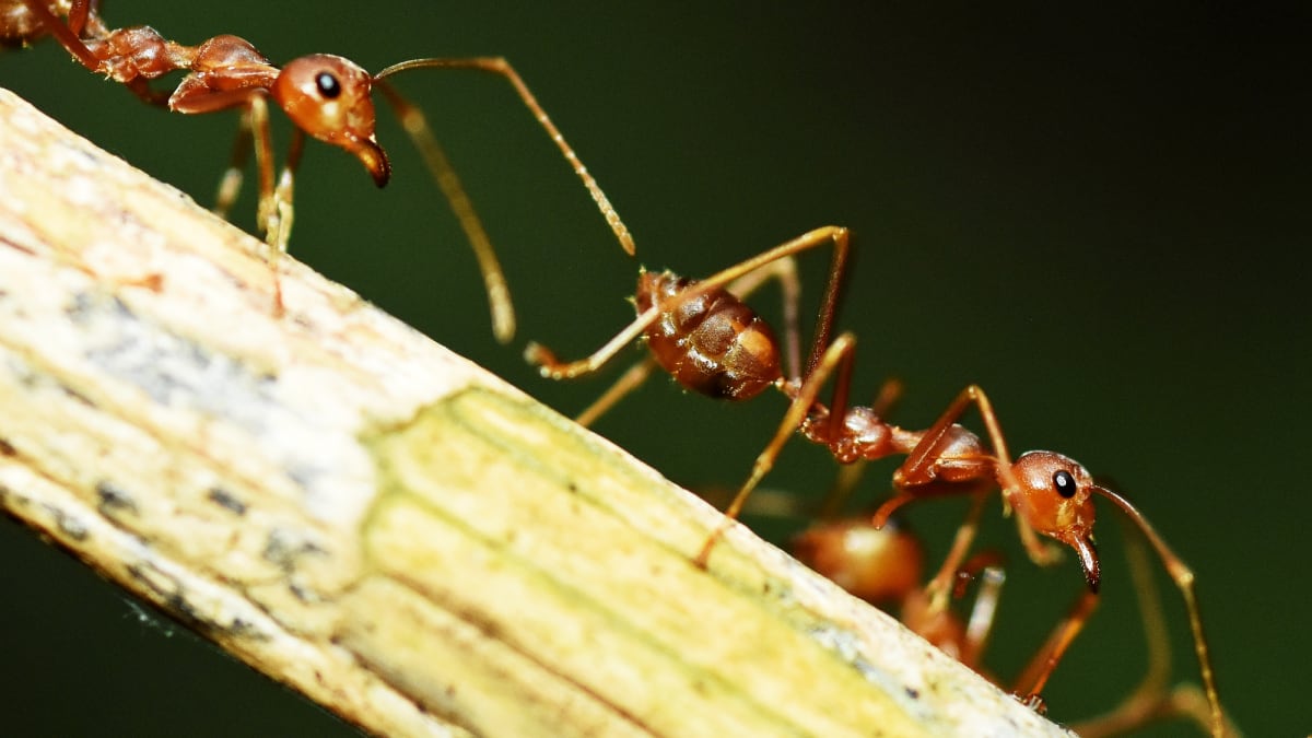 Máte větší respekt před rezavými nebo černými mravenci?