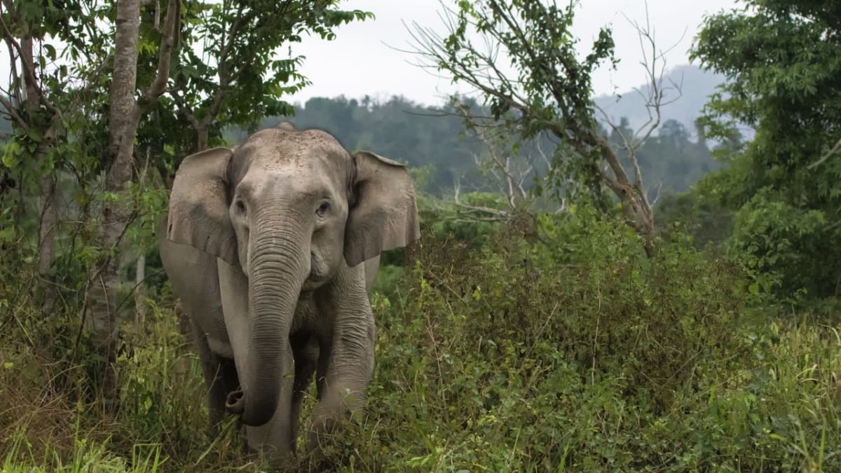 Sedmdesátiletou ženu Mayu Murmuovou napadl divoký slon, když šla nabírat vodu. (Ilustrační foto)