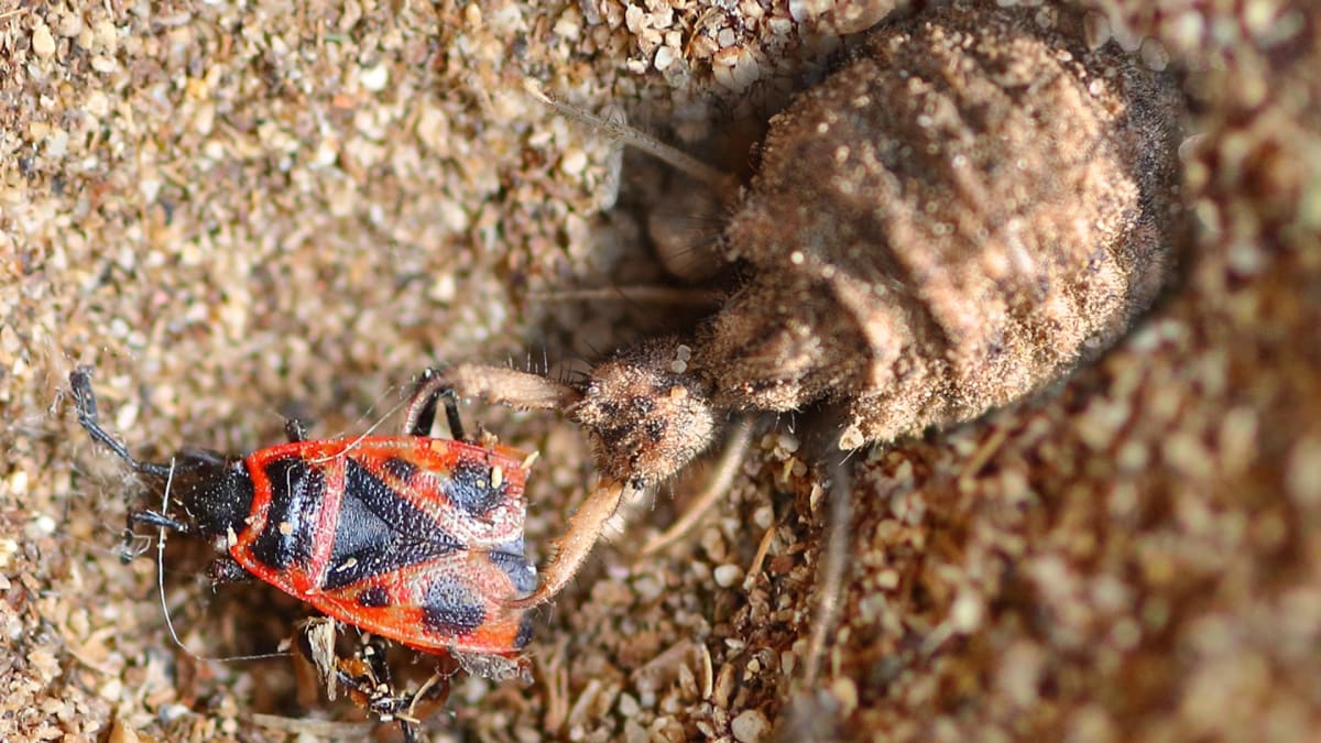 Ruměnice pospolná (Pyrrhocoris apterus) se také stává obětí mravkolva