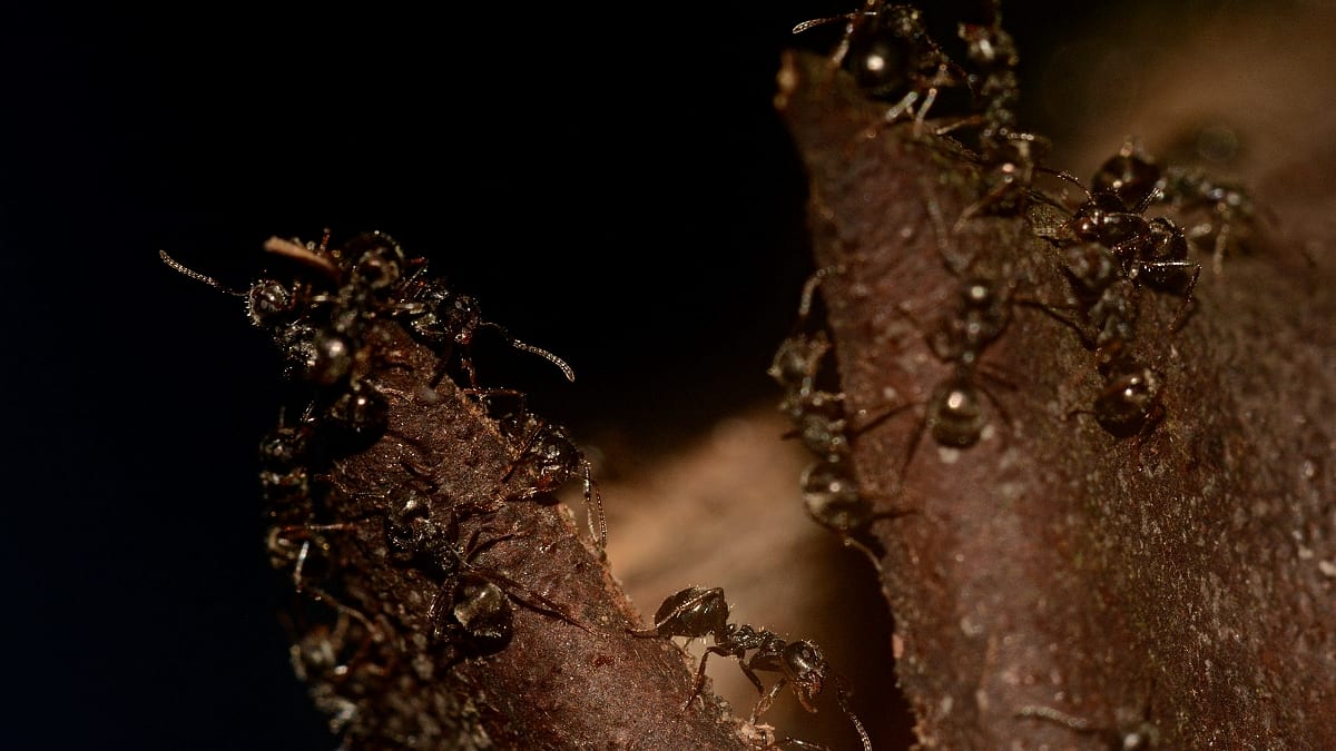 Mravenci v malajském pralese