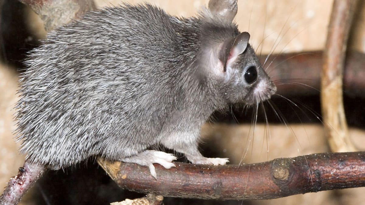 Myš bodlinatá tmavá (Acomys cahirinus cahirinus)